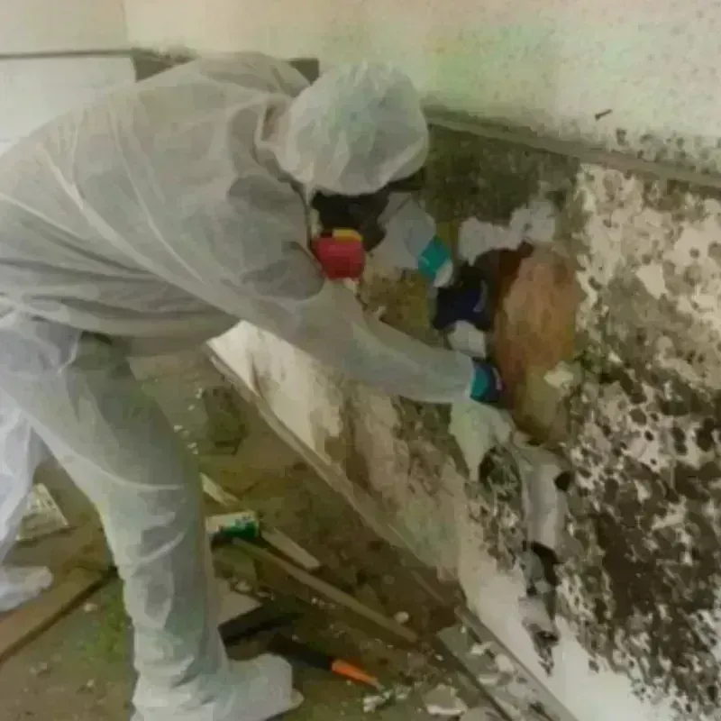 Mold Remediation and Removal in Mount Ivy, NY